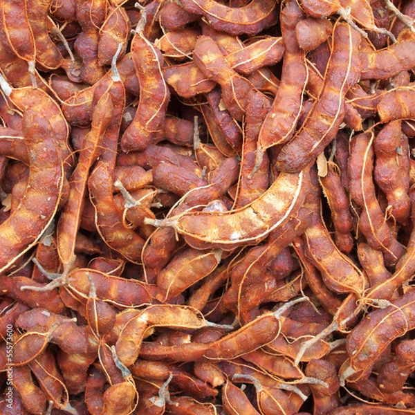 Obraz tamarind fruit