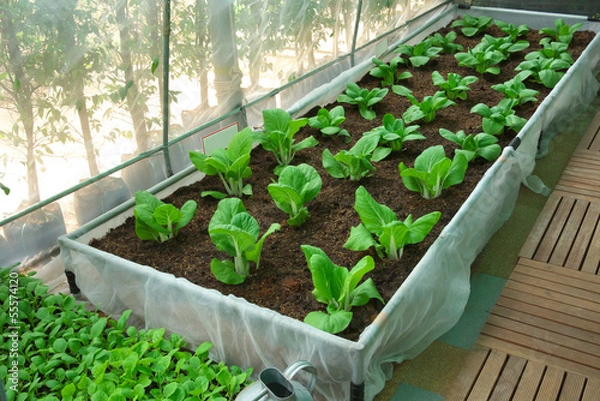 Obraz nursery vegetable