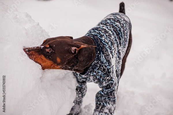 Obraz great dane dog