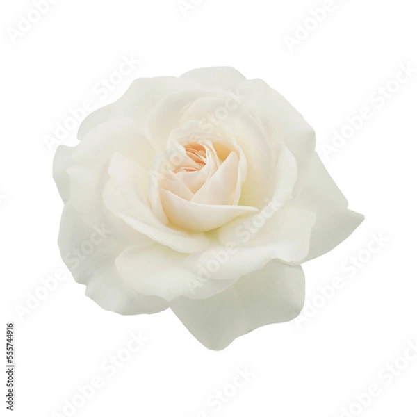 Obraz orange rose on transparent background