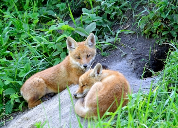 Obraz Red Fox ( Vulpes vulpes )