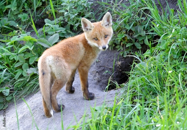 Obraz Red Fox ( Vulpes vulpes )