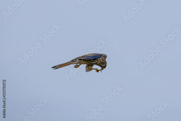 Fototapeta 飛びながら餌をたべるチョウゲンボウ