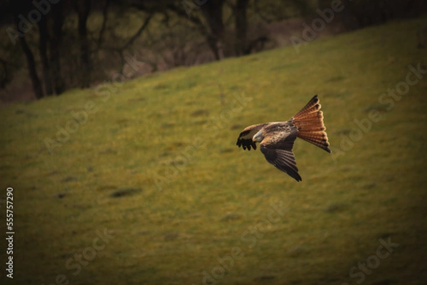 Obraz redkite in flight