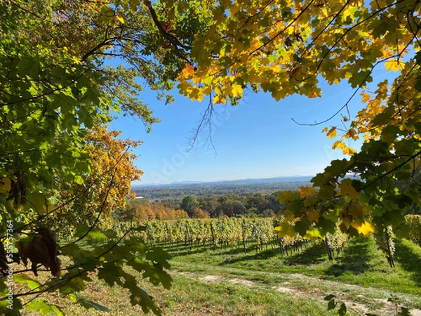 Obraz vineyard in autumn