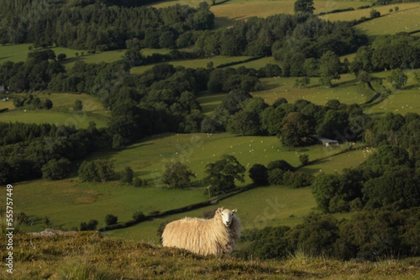 Obraz sheep in the mountains