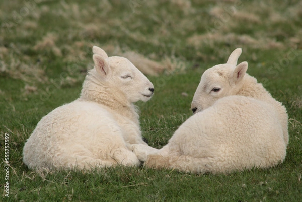 Obraz sheep and lamb