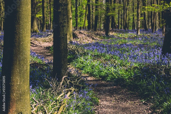 Obraz forest in autumn