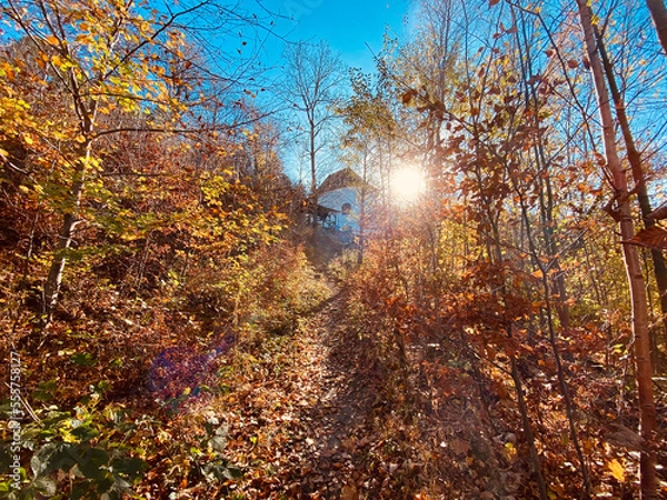 Fototapeta autumn in the forest