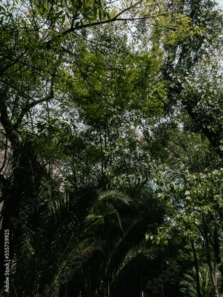 Obraz trees in the forest