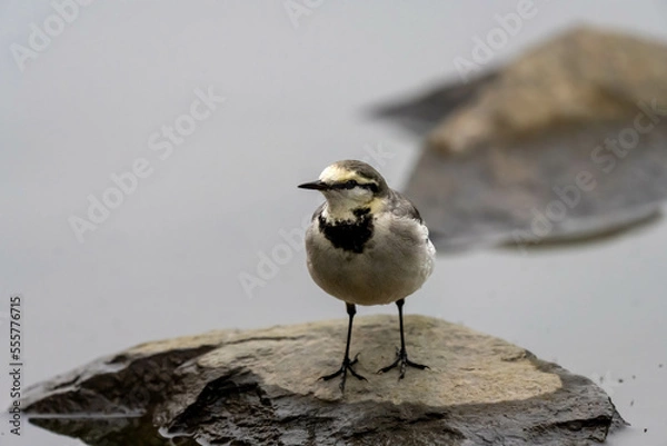 Fototapeta Wagtail