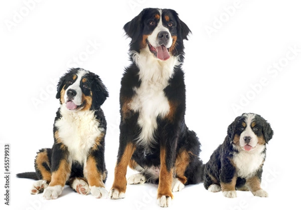 Fototapeta bernese moutain dogs