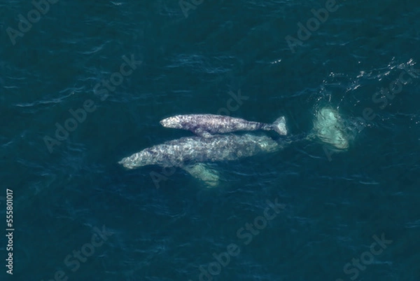 Obraz Parent and Offspring

A pair of Gray Whales (Eschrichtius robustus), a Cow and Calf, skim just below the surface of the deep blue California waters. They travel to warm tropical seas in wintertime