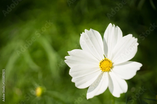Fototapeta Close up macro white flower