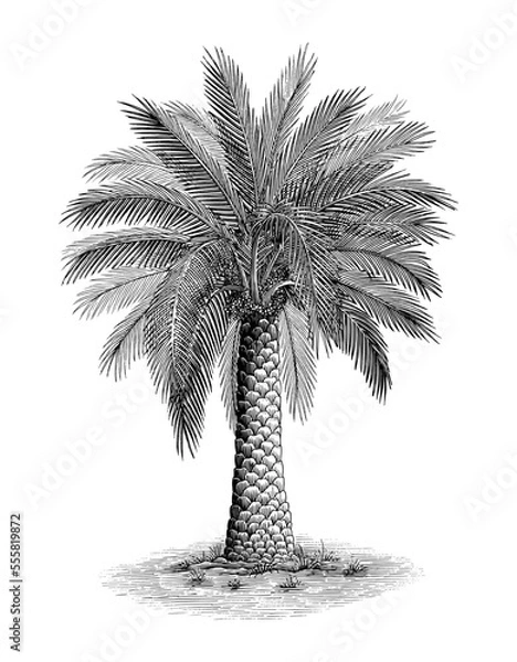 Obraz Pheonix palm