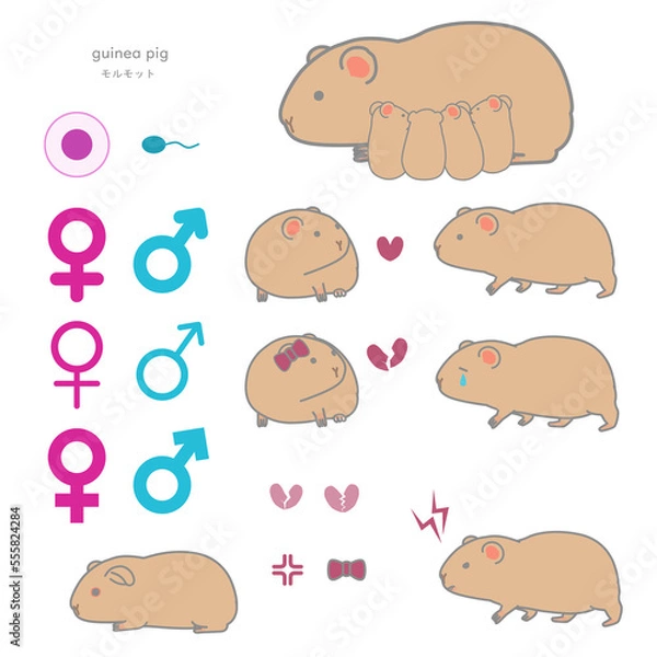 Fototapeta （繁殖する・求愛する・失恋する・攻撃的な・授乳中）モルモットのベクターイラストセット
