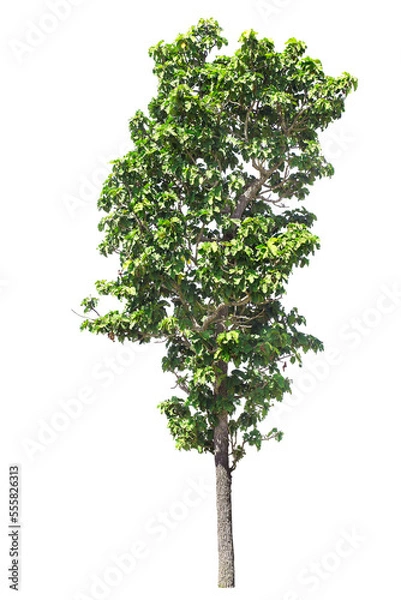 Fototapeta isolated big tree on White Background. tropical trees isolated used for design, advertising and architecture