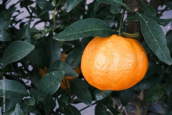 Fototapeta みかん