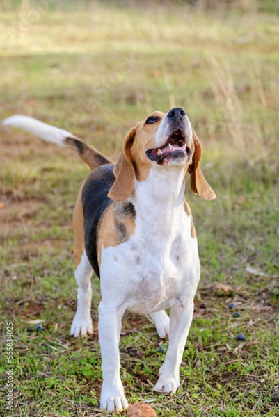 Fototapeta beagle with smile in the garden