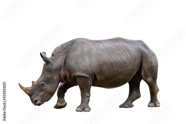 Fototapeta Formidable of rhinoceros isolated on transparent background.	