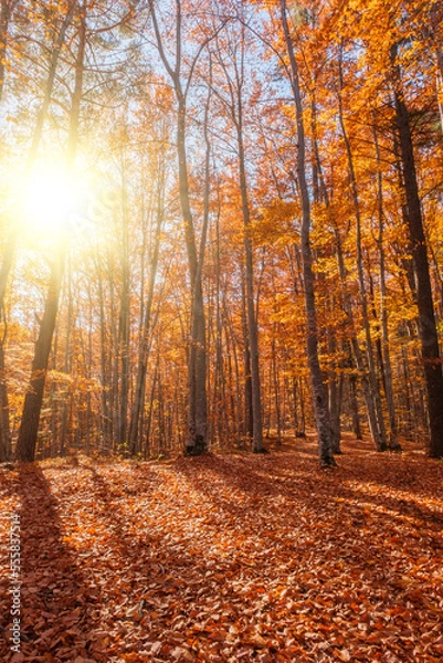 Fototapeta Autumn beech forest with sun rays among yellow leaves. Golden bright mystical mysterious landscape with fabulous trees. A journey through the forest. Beauty of nature. Natural background for design