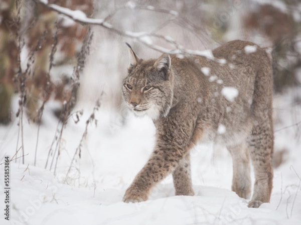 Fototapeta lynx in snow