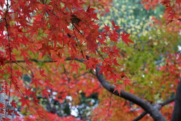 Fototapeta カラフルに紅葉した秋のカエデ