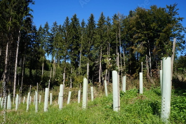 Obraz schädelberg 4