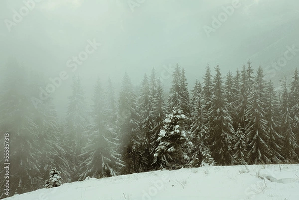 Obraz Fir wood on snowy hill landscape photo. Beautiful nature scenery photography with fog on background. Idyllic scene. High quality picture for wallpaper, travel blog, magazine, article