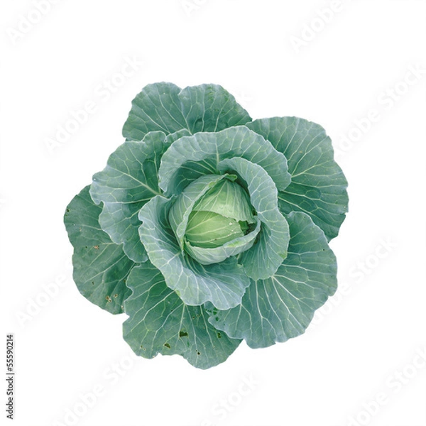 Obraz organic cabbage in isolated background