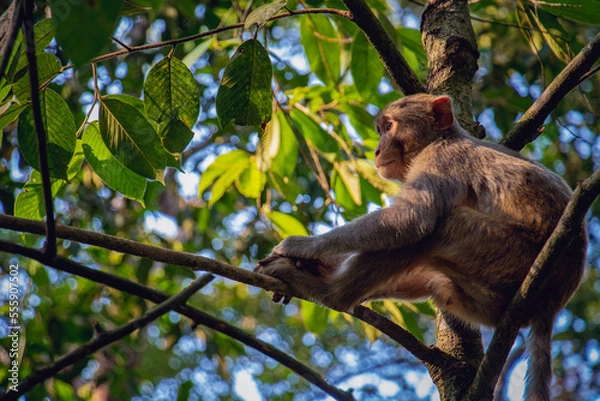 Fototapeta A monkey is sitting on a branch of a tree alone