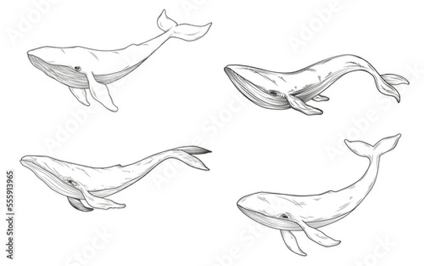 Obraz Whale sketches set. Illustration on transparent background
