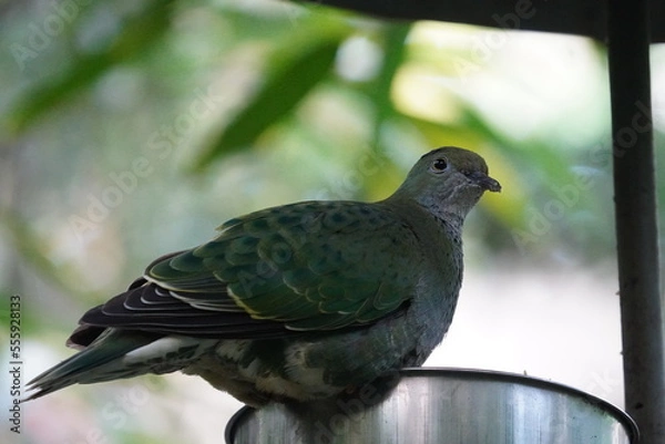 Obraz Superb fruit dove