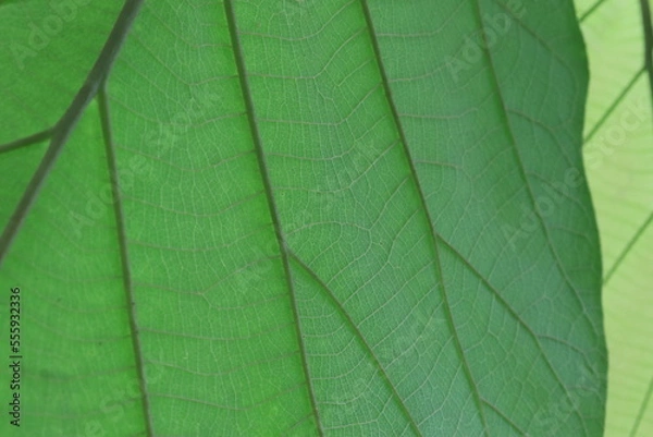 Fototapeta Green Teak leaf with beautiful natural pattern. 
