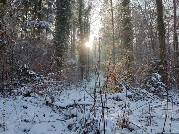 Fototapeta LöWi22 3