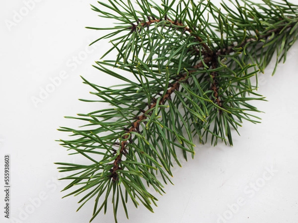 Obraz Christmas tree branches on a white background. a branch of a Christmas tree for decoration with a cropped plan. Coniferous needles on a branch on a white background.