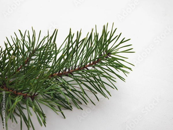 Obraz Christmas tree branches on a white background. a branch of a Christmas tree for decoration with a cropped plan. Coniferous needles on a branch on a white background.