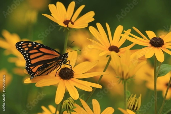 Obraz Monarch butterfly (Danaus plexippus) on sweet black eye susans (Rudbeckia subtomentosa)