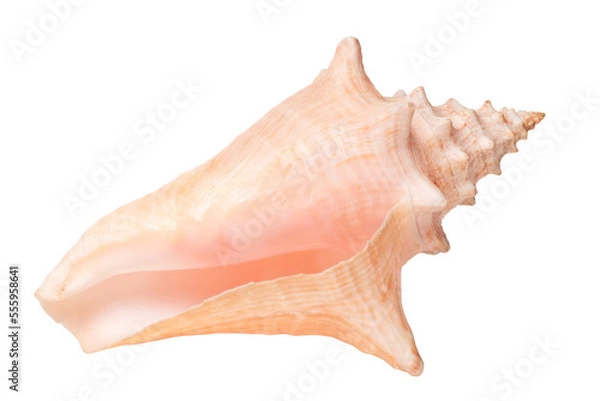 Obraz Sea shell close up. Isolated png with transparency