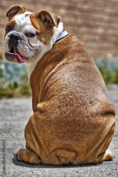 Fototapeta Bully Backside