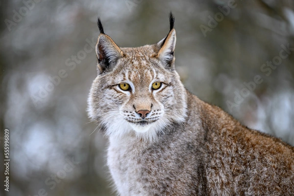 Fototapeta A lynx at the edge of the forest inspects the newly fallen snow.