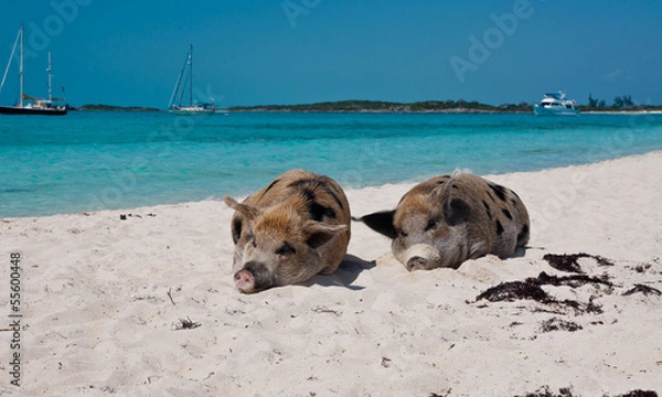 Obraz Island Pigs