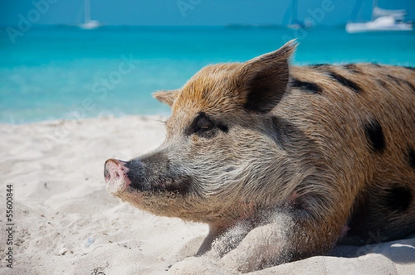 Obraz Island Pigs