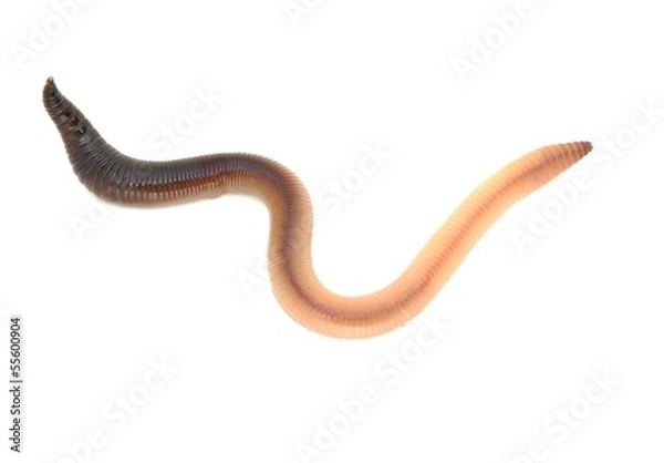 Fototapeta Earthworm