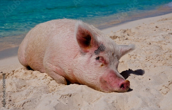 Obraz Island Pigs