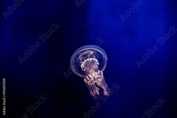 Obraz Jellyfish in Genova's Italy
