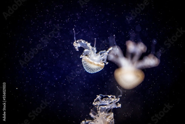 Obraz Jellyfish in Genova's Italy
