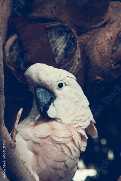 Obraz White parrot head
