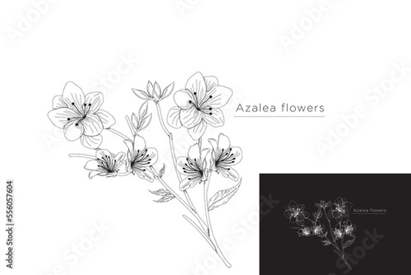 Fototapeta monoline vector illustration azalea flower sketch negative space.
