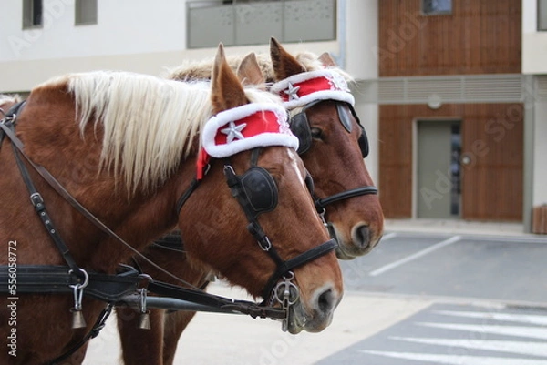Obraz chevaux à noel